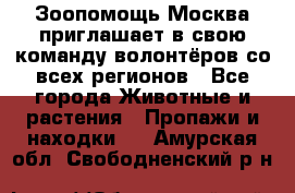 Зоопомощь.Москва приглашает в свою команду волонтёров со всех регионов - Все города Животные и растения » Пропажи и находки   . Амурская обл.,Свободненский р-н